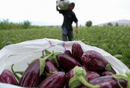 Ռուսաստանն արգելում է թուրքական սմբուկի ներմուծումը