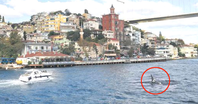 İstanbul boğazında görünen köpek balığı tatilcileri korkuttu (video)