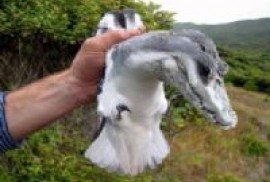 Sensasyon: Sevan gölünün sahilinde bilinmeyen bir uçan  hayvan bulundu